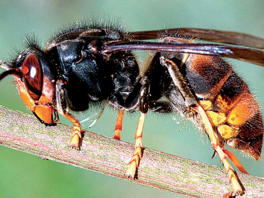 Gros plan d'une guêpe assise sur une branche