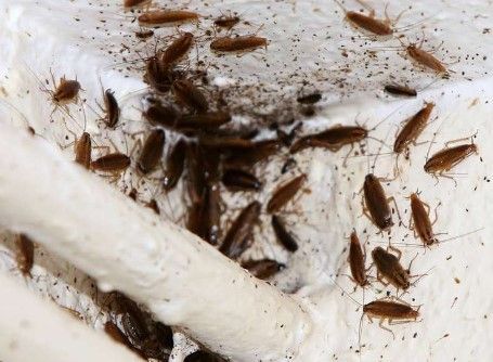 Un groupe de cafards rampe sur une surface blanche.