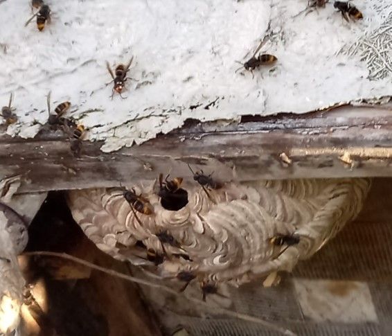 Un groupe de guêpes se rassemble autour d'une ruche