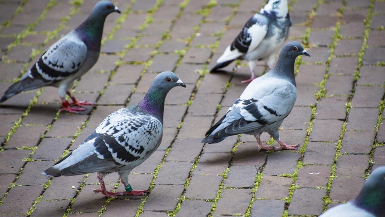 Un groupe de pigeons se tient sur un trottoir en briques.