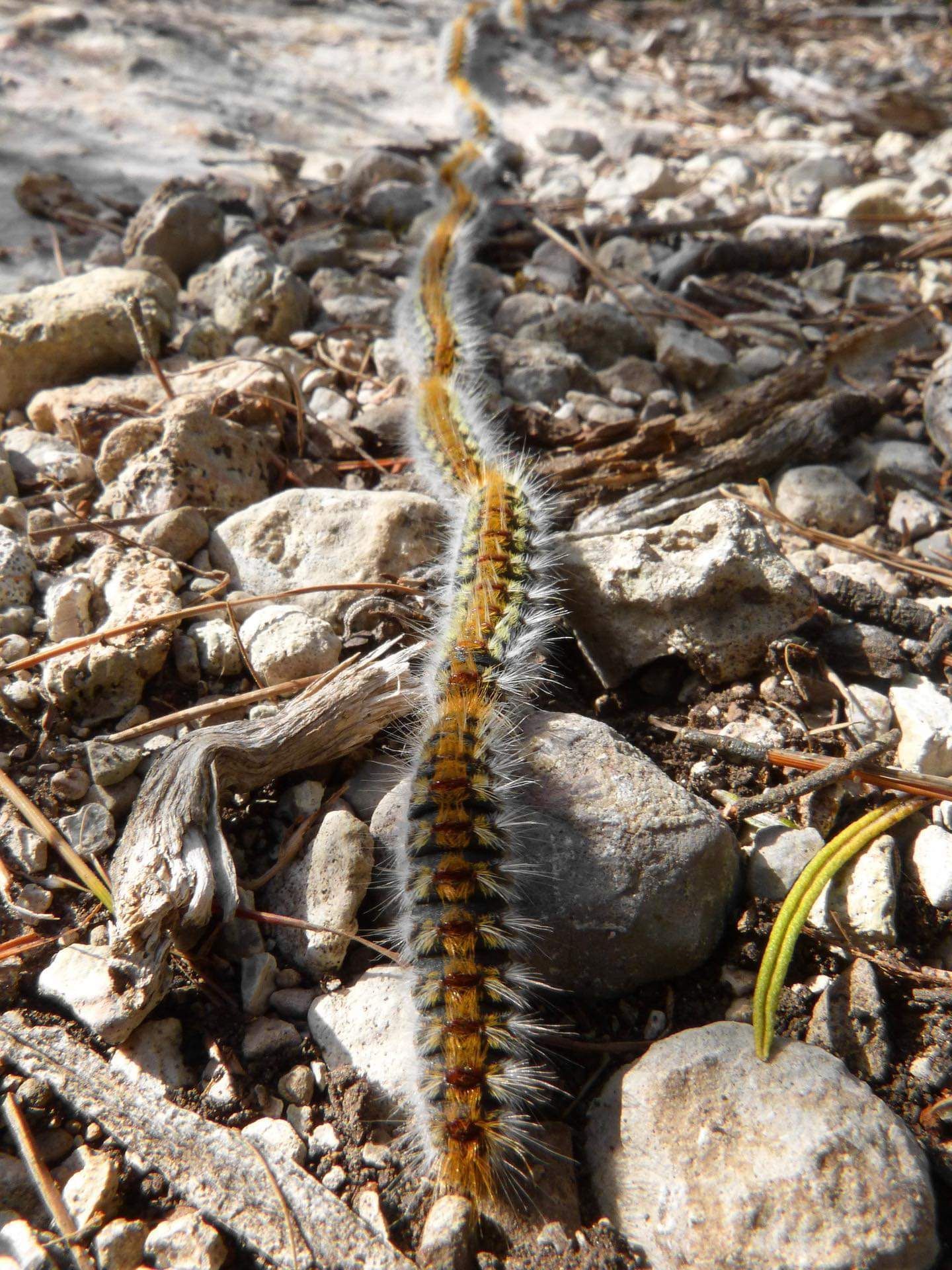 Un gros plan d'une chenille rampant sur le sol.