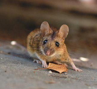 Une souris se tient sur une surface en béton à côté d'une feuille.