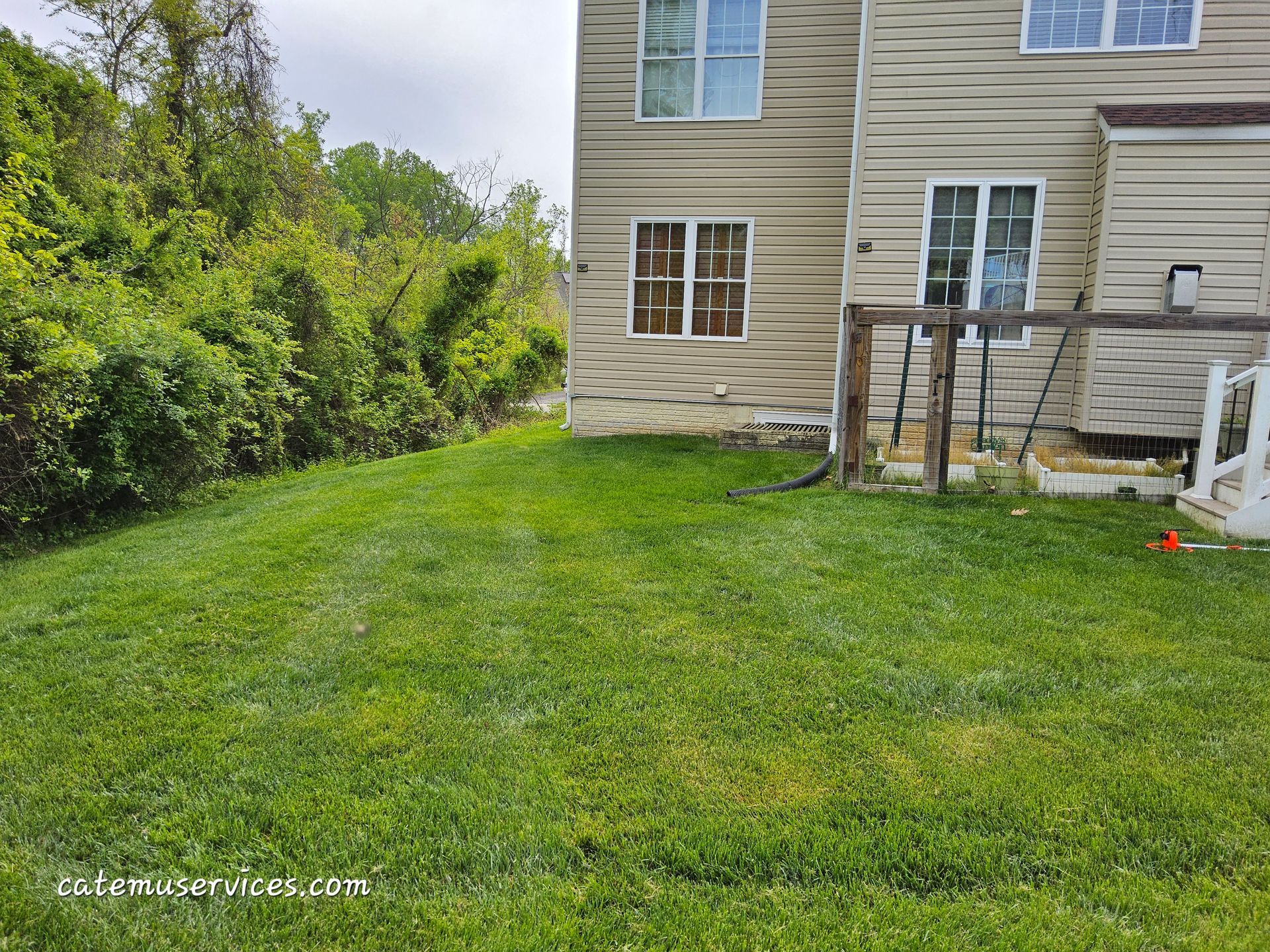 Green lawn next to a beige house, overgrown bushes in the background.