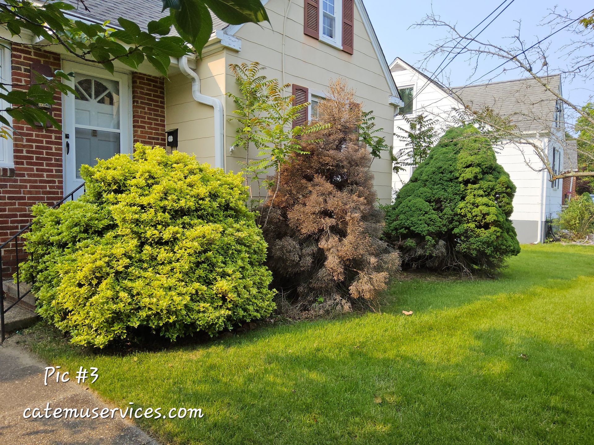 Three evergreen shrubs in a front yard; one brown, two green, with a tan house in the background.
