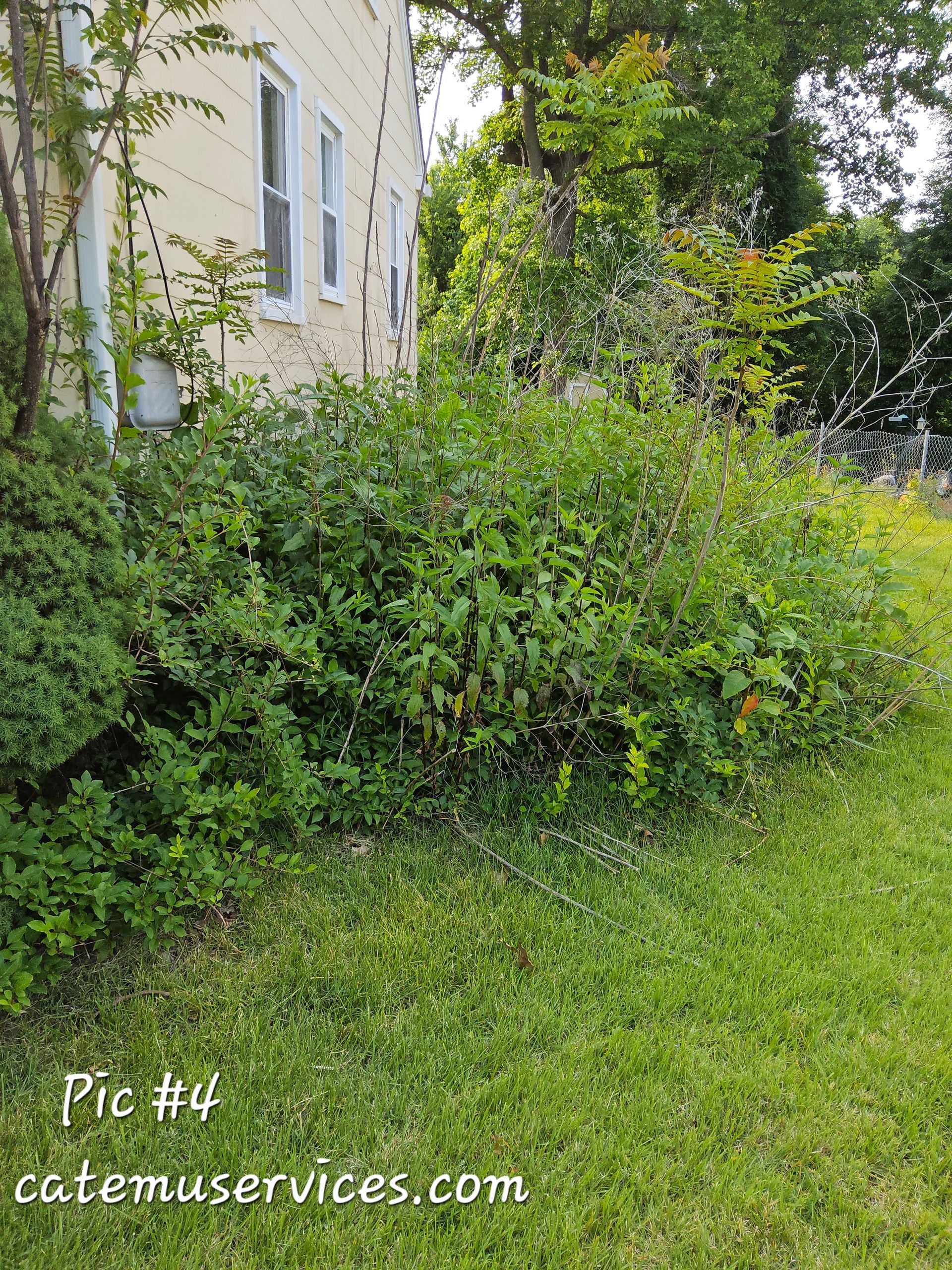 Overgrown bushes next to a cream-colored building and a grassy lawn.