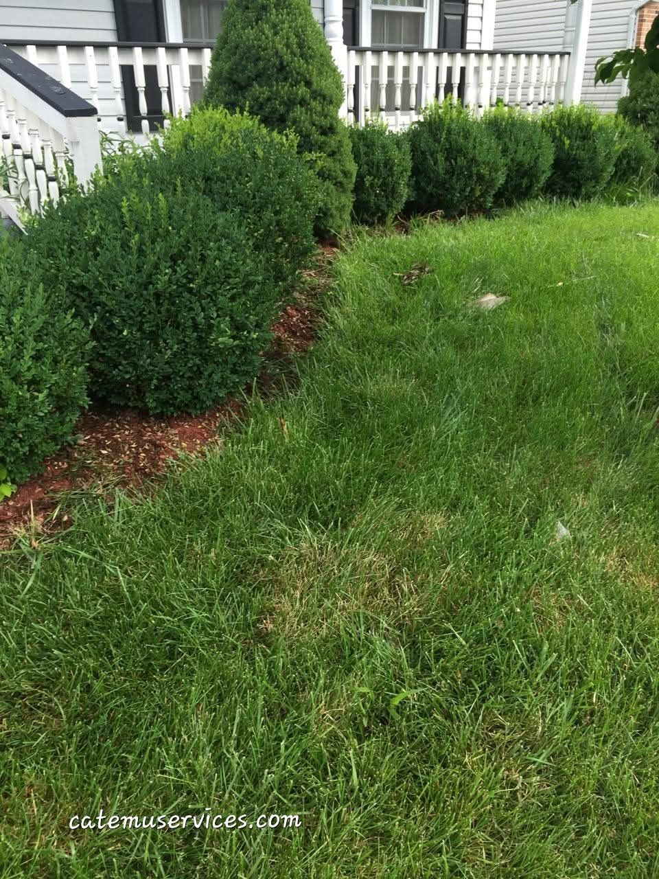 Green lawn with a row of trimmed shrubs and a white picket fence in the background.