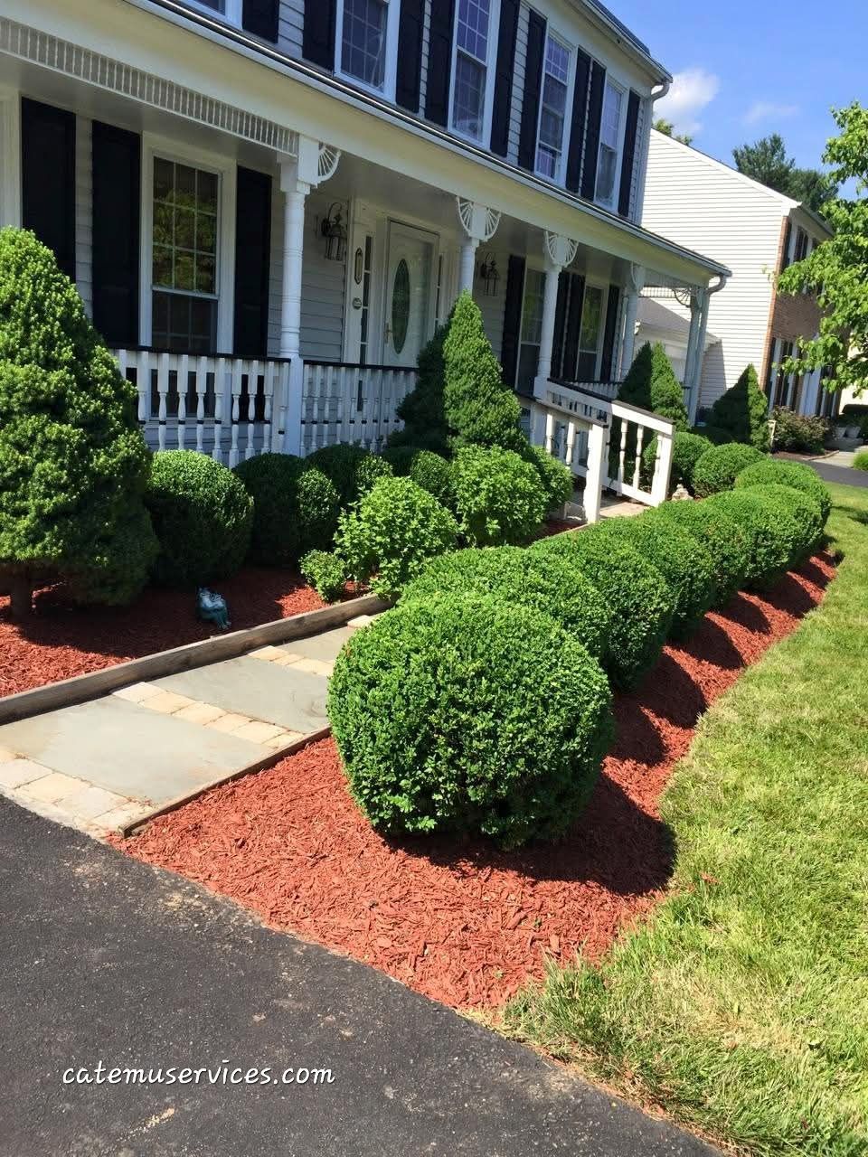 Green trimmed bushes line a walkway to a white house with black shutters, red mulch, and green grass.