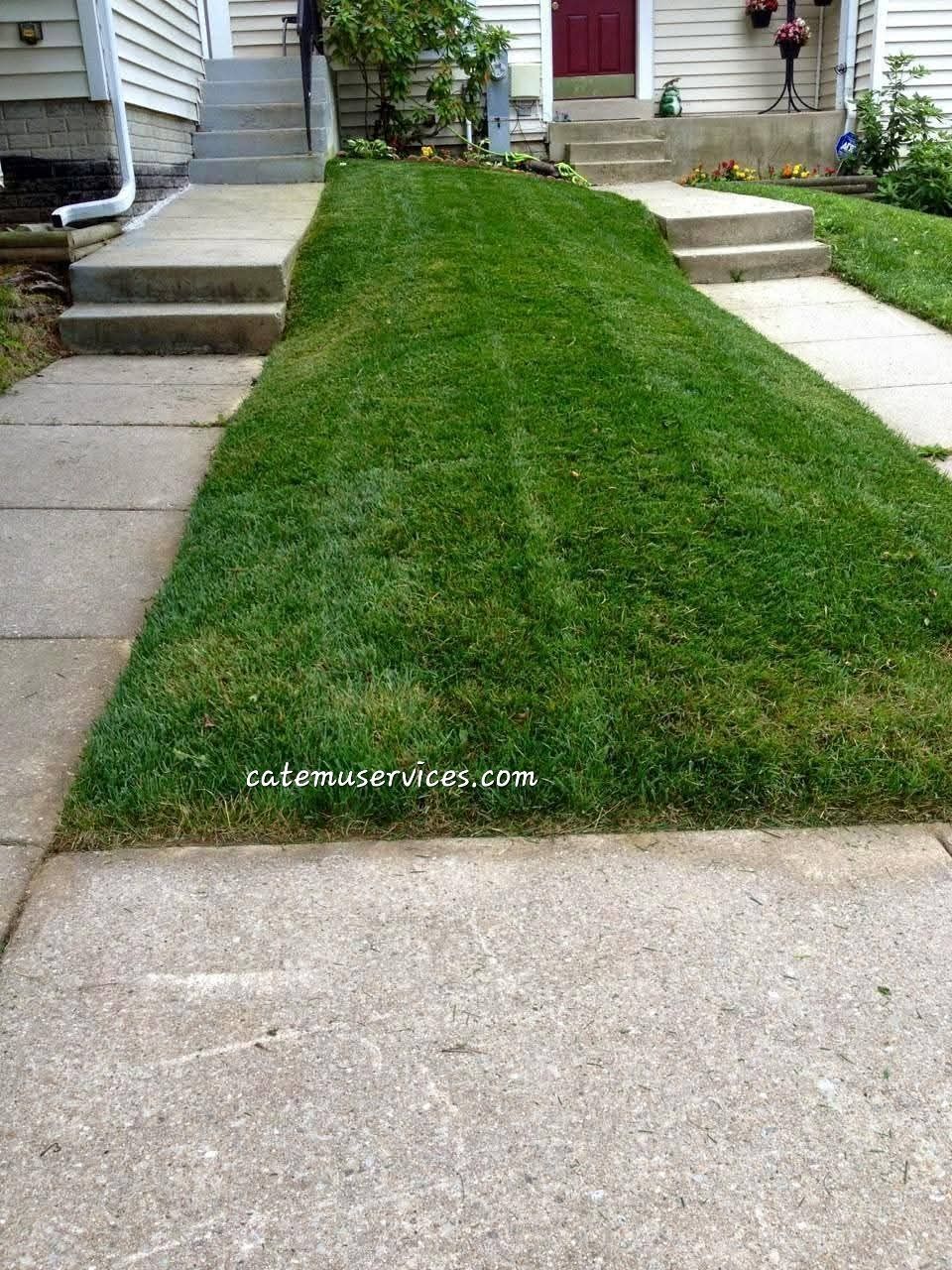 Lawn between sidewalks leading to houses, well-mowed green grass.
