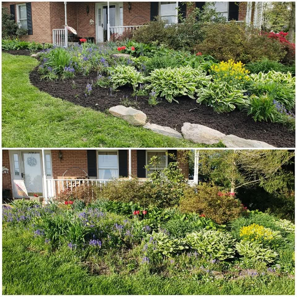 Before and after view of a house's flower bed with fresh mulch. Green grass, blooming plants, and stone edging.