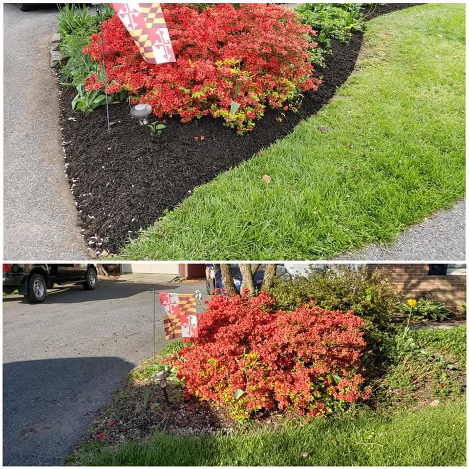 Two photos of a red-leafed bush in a landscaped bed with mulch next to a green lawn.
