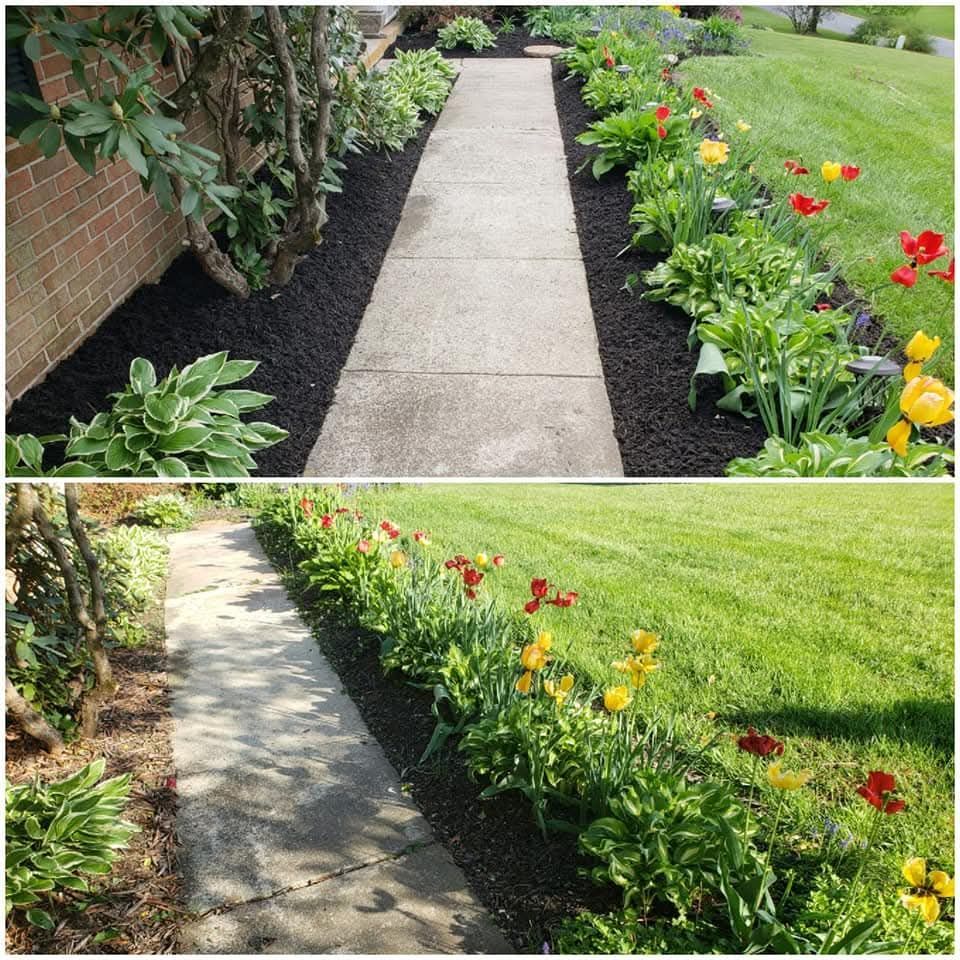A concrete walkway lined with dark mulch and colorful tulips next to a green lawn.