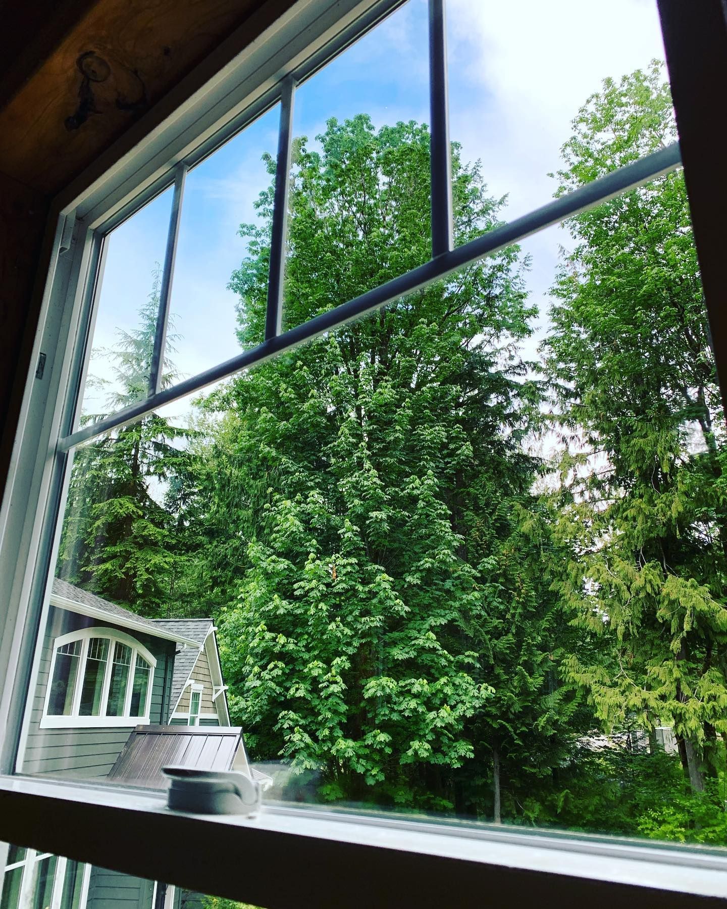 View of trees and sky through a window. Green foliage, blue sky, white window frame.