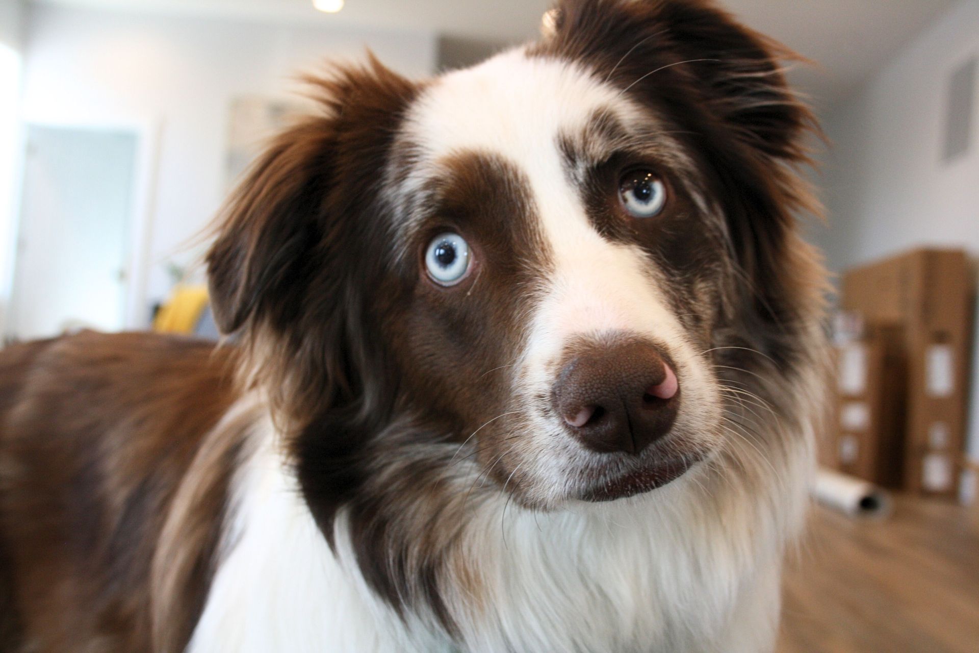 A brown and white dog with blue eyes is looking at the camera.