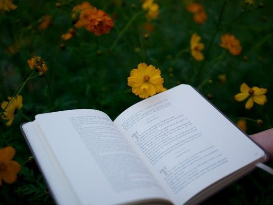 Open book, pages in focus, with yellow flowers and green foliage in the background.