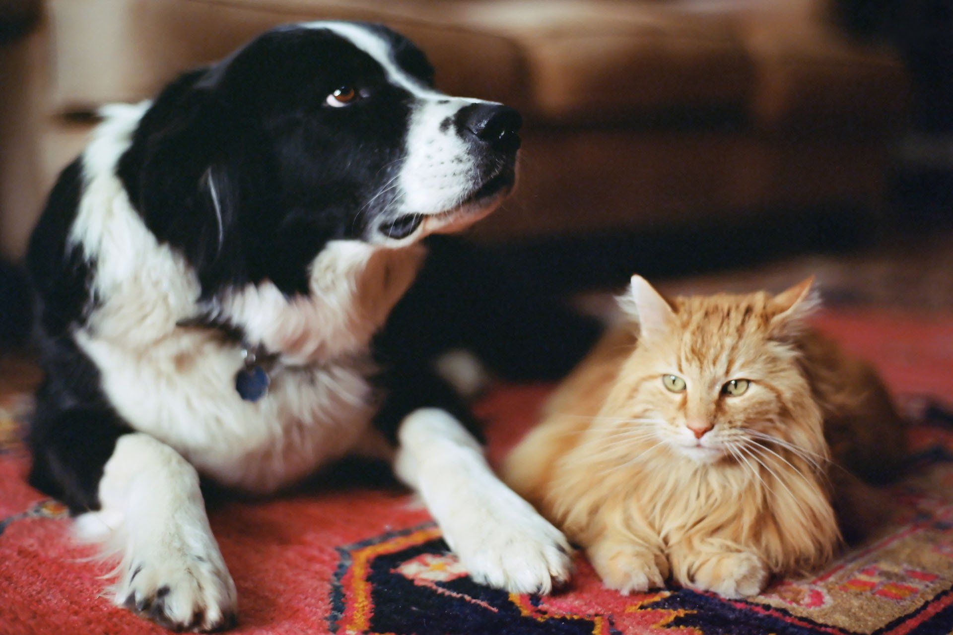 Prodotti per animali