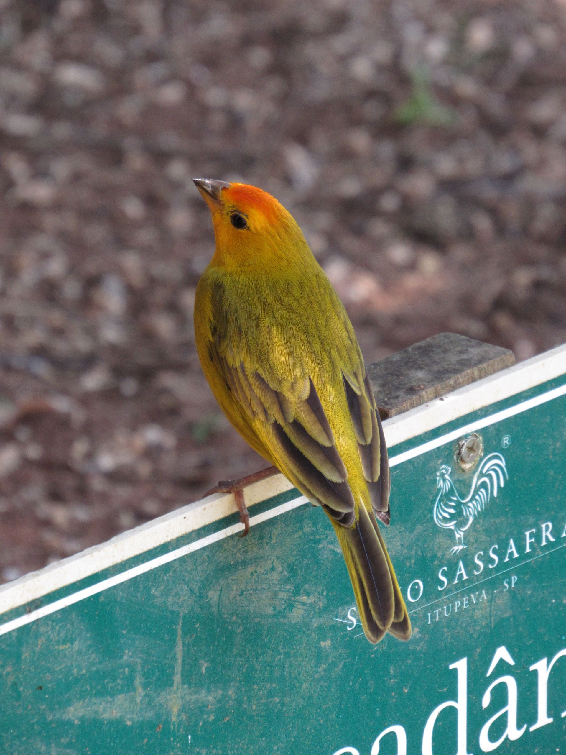 Animais do Sítio Sassafraz