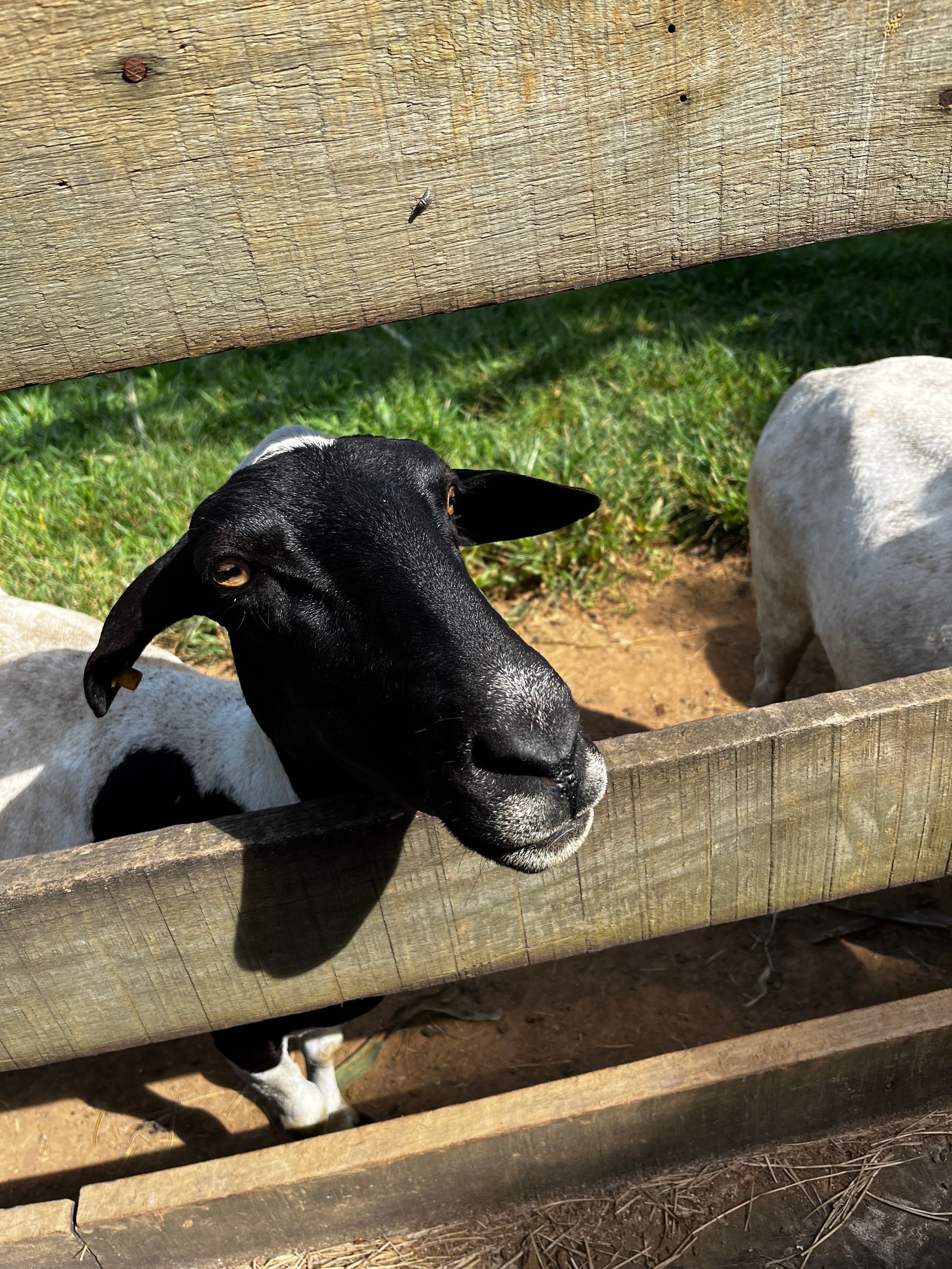 Animais do Sítio Sassafraz