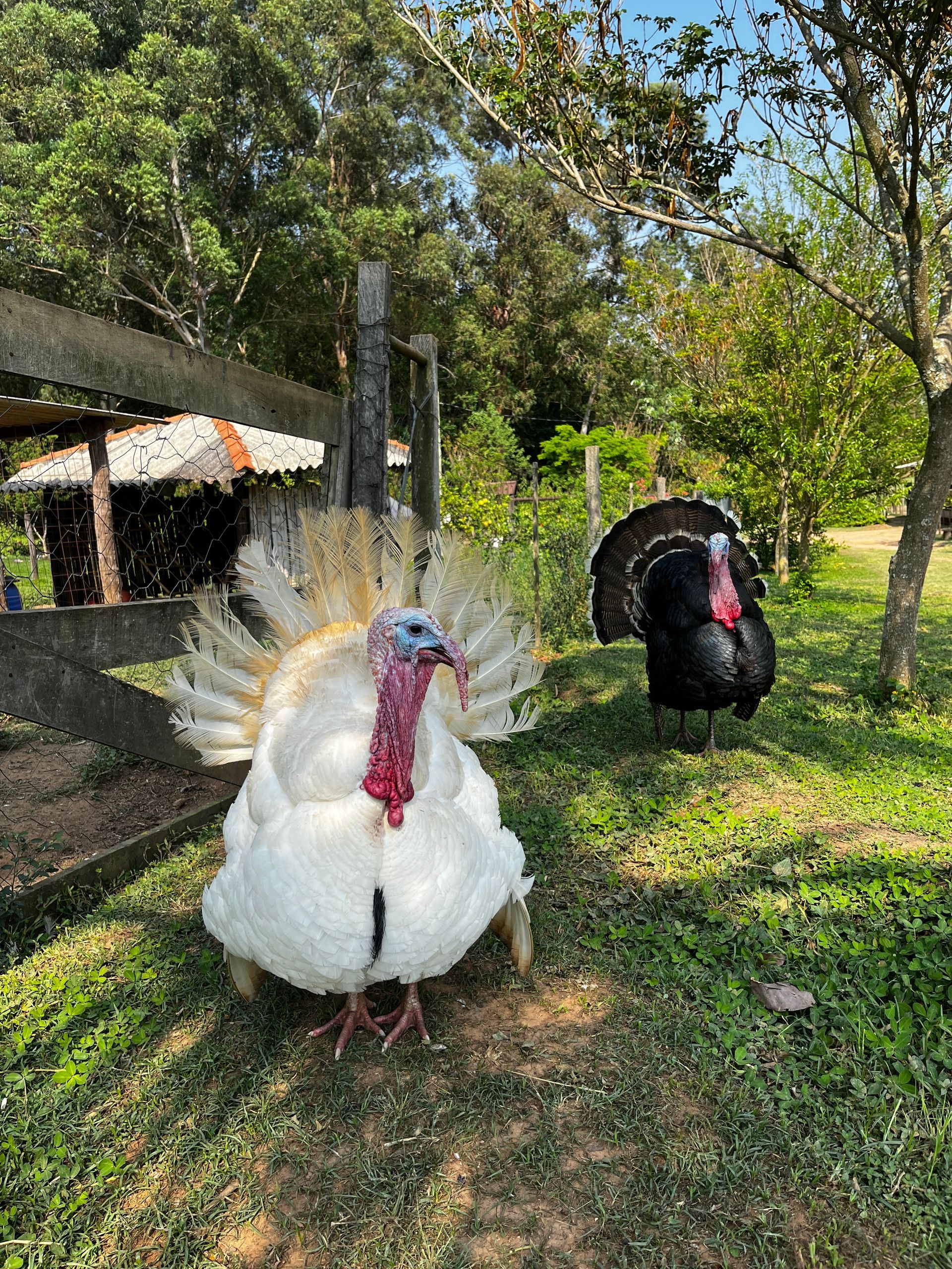 Animais do Sítio Sassafraz