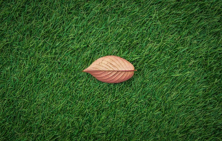 A single leaf is laying on top of a lush green field.