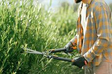 A man is cutting a bush with a pair of scissors.