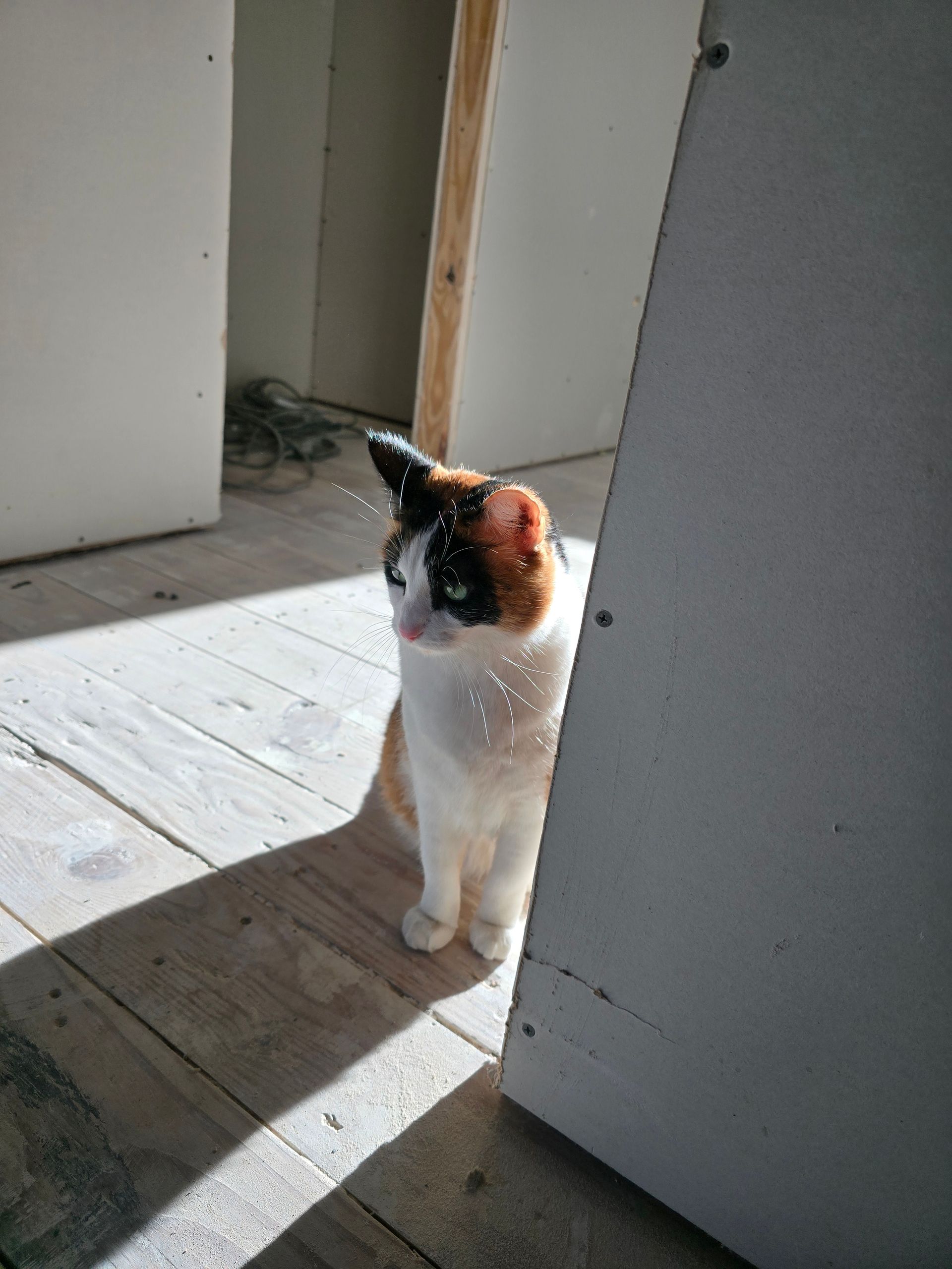 A calico cat is standing next to a wall in a room.