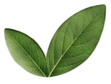 Two green leaves on a white background