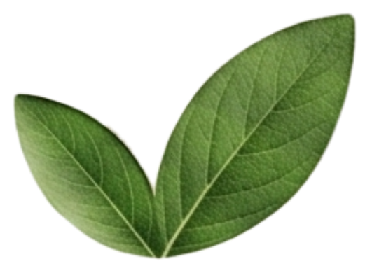 Two green leaves on a white background