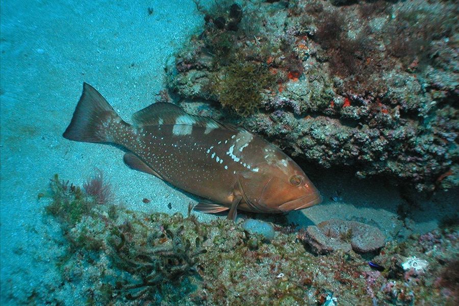 Red Grouper in the Gulf of Mexico - Photo courtesy of NOAA