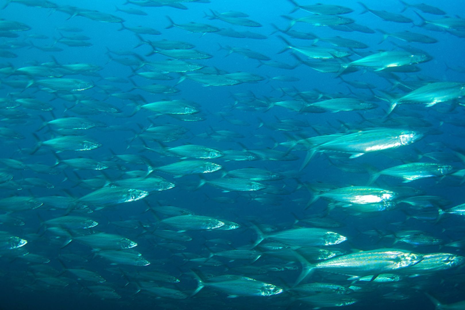 Gulf Spanish Mackerel - Photo by Shutterstock