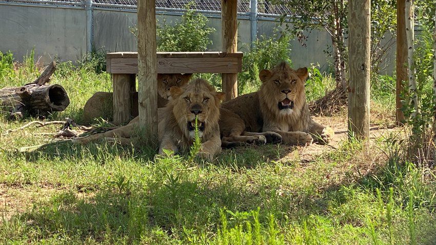 The Alabama Gulf Coast Zoo in Gulf Shores is offering eight weeklong camps for kids this summer.