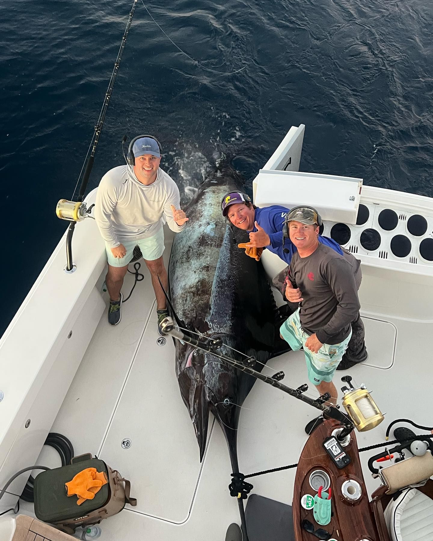 Potential Alabama State Record Blue Marlin