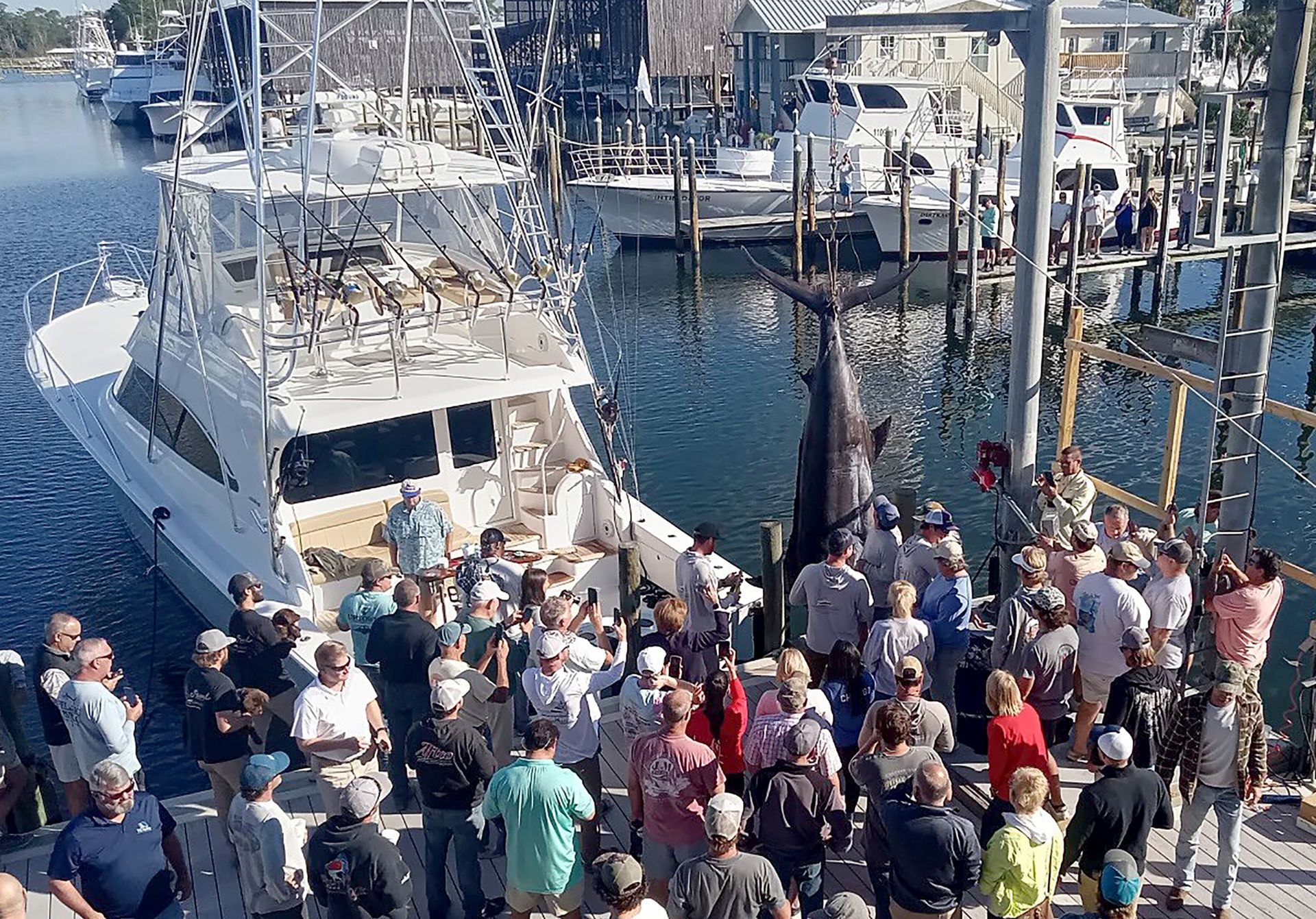 The Best Trait drew a crowd at Orange Beach Marina when they weighed an Alabama and Gulf of Mexico record blue marlin. Photo by Blake Michaleski
