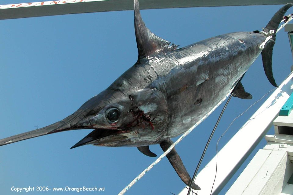 Gulf of Mexico Record Swordfish
