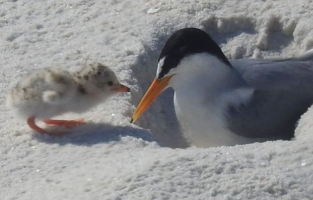 Shorebirds, Stock Photo