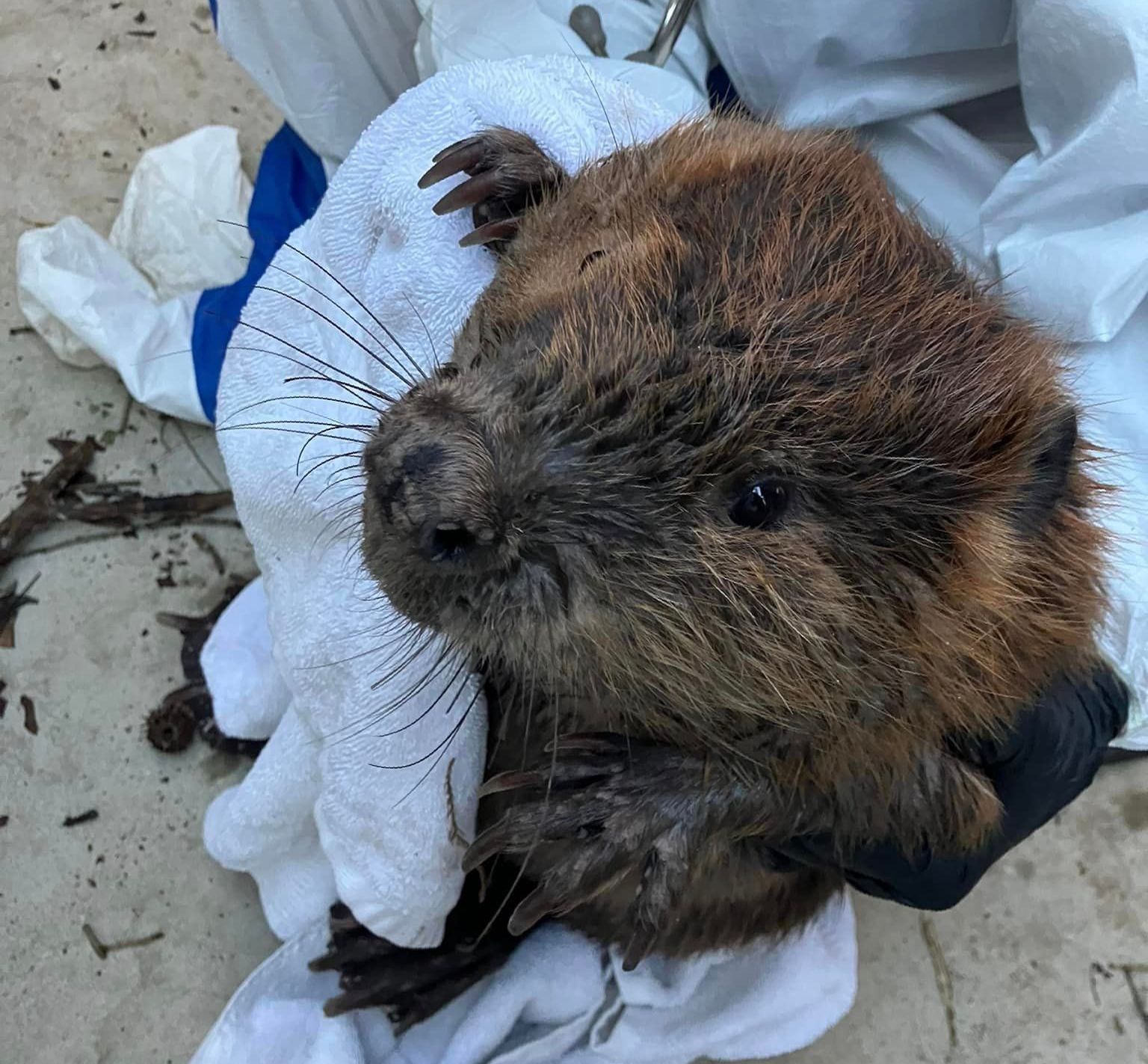 Beaver rescued from the Gulf of Mexico in Orange Beach.