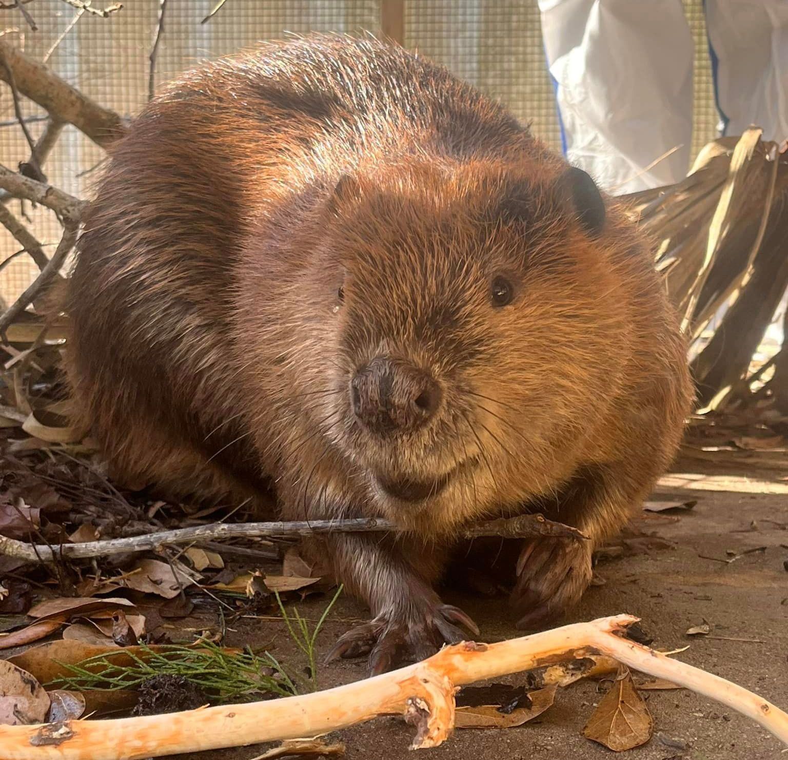 Beaver Rescued from the Gulf of Mexico in Orange Beach