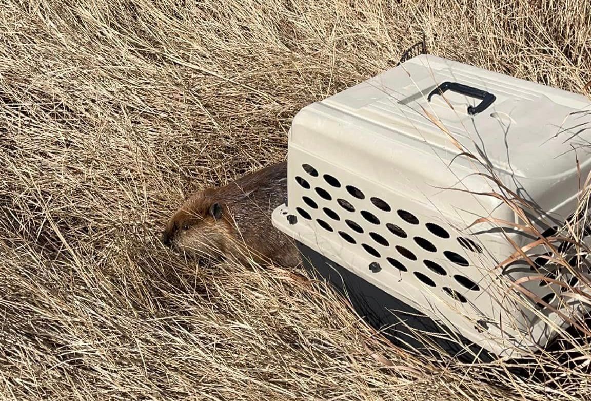 Beaver Being Released Back into the Wild.