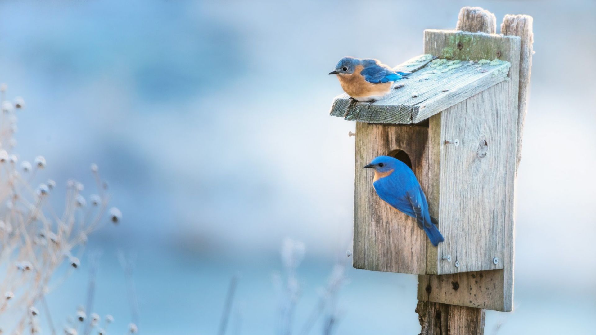 Alabama Extension Shares Tips For Gulf Coast Bird Lovers