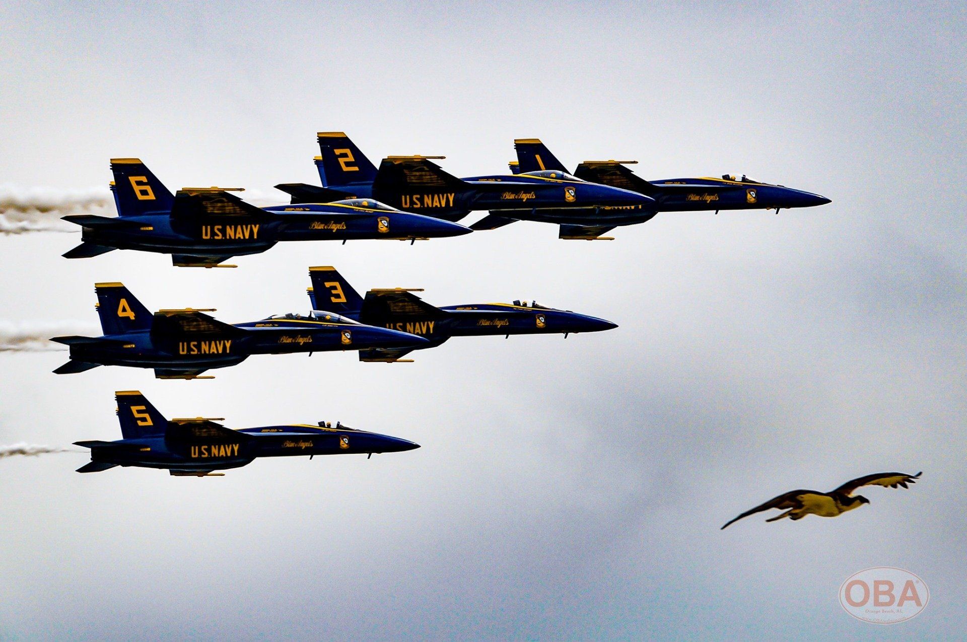 The Blue Angels flying in formation over Orange Beach, Alabama, joined by an osprey.