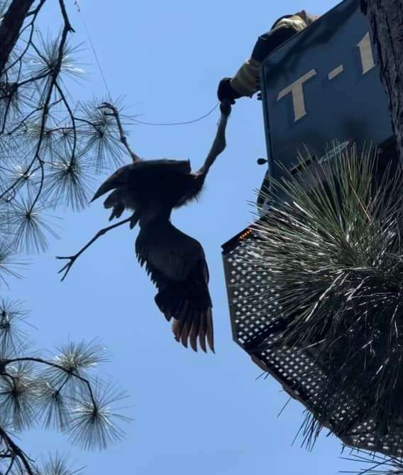 Gulf Shores Fire Dept. Rescues Blue Heron