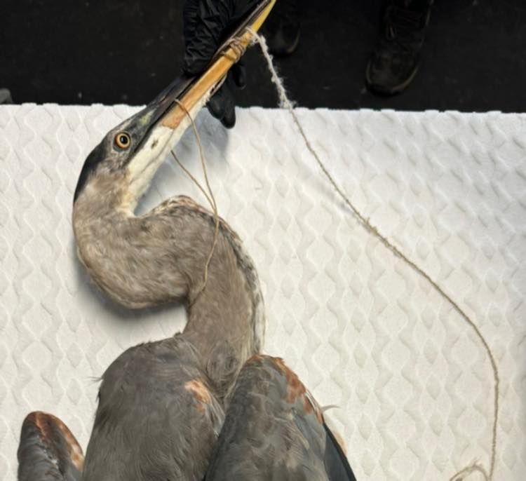 Rescued Blue Heron with line wrapped around its beak.