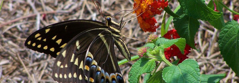 Butterfly Garden in Orange Beach on the Hugh Branyon Backcountry Trail