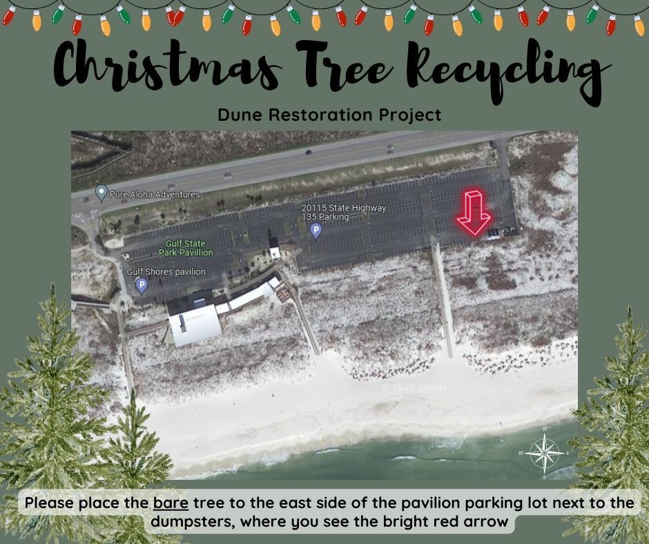 Gulf State Park Welcomes Christmas Trees to the pavilion