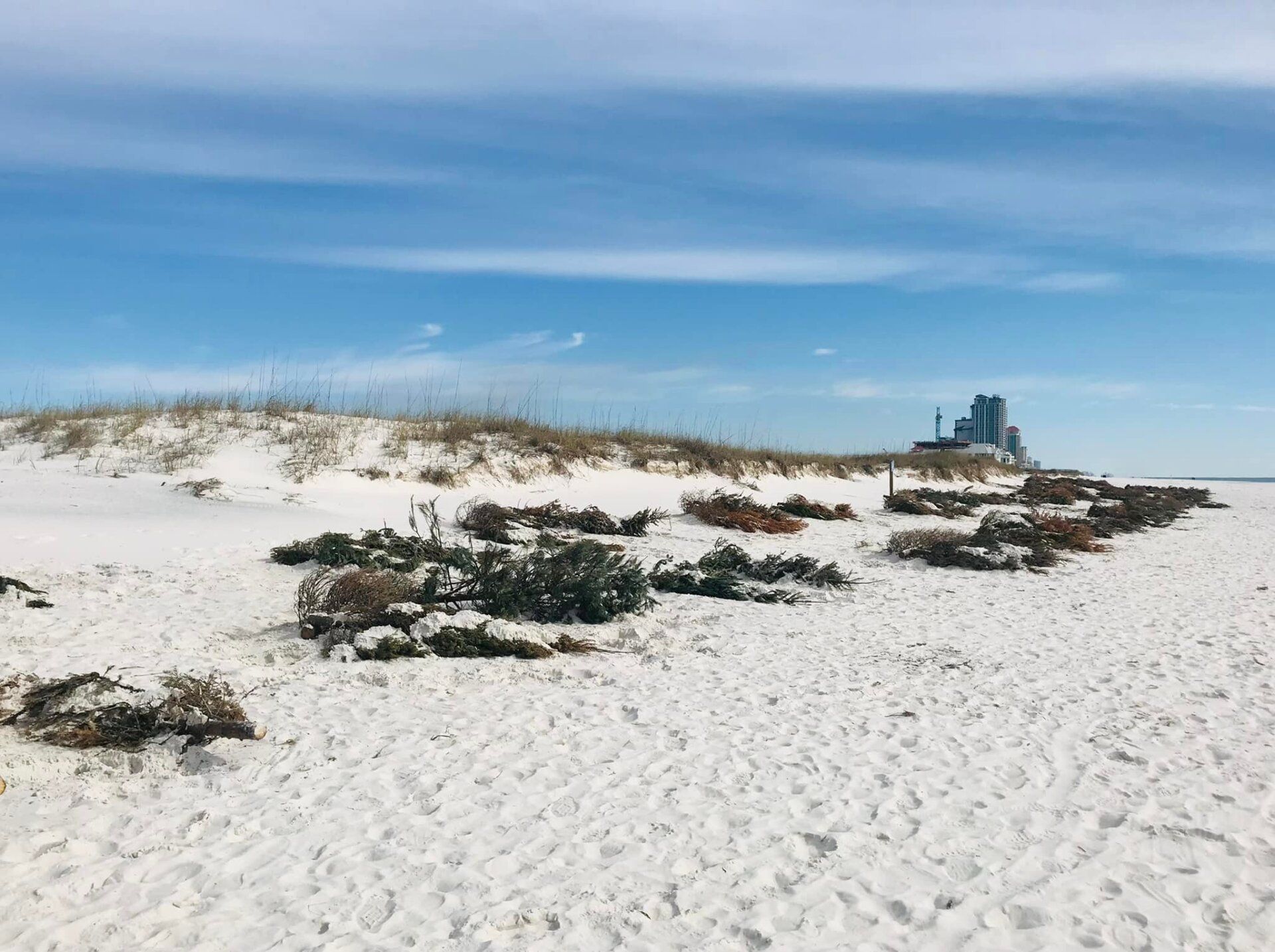 Gulf State Park Welcomes Christmas Trees