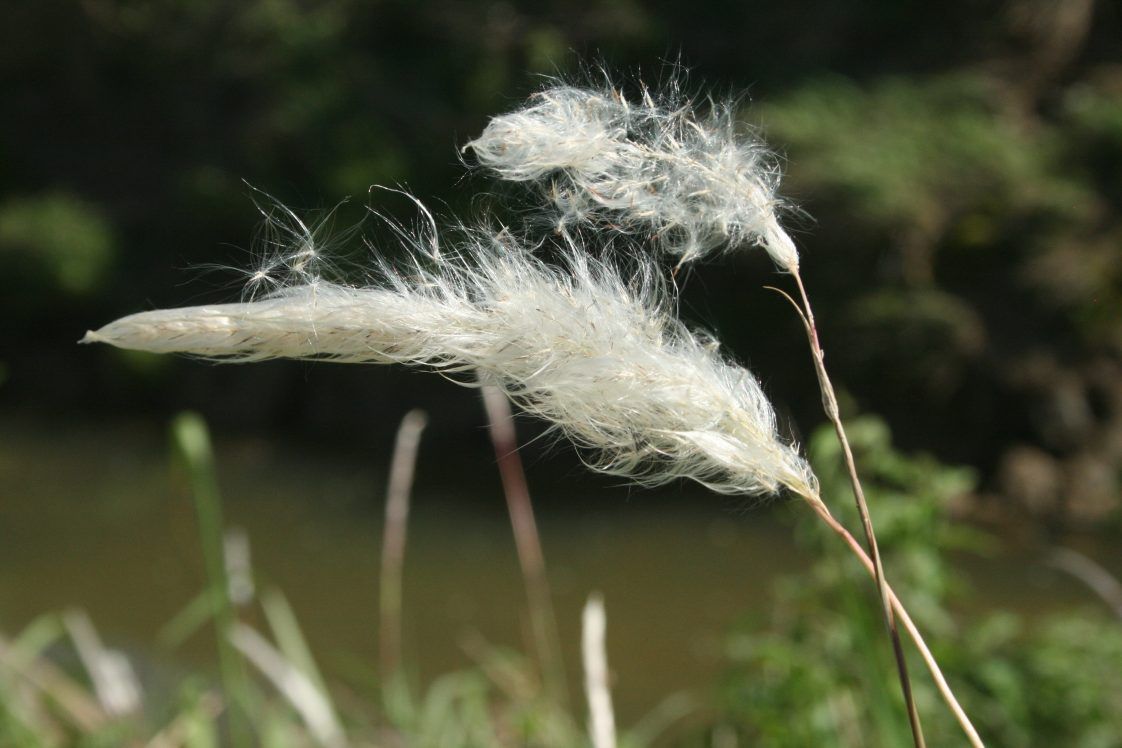Cogongrass Invasion Threatens Alabama Landscapes