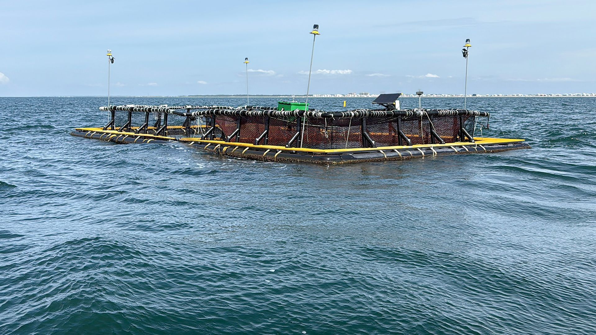 The redfish were harvested to allow the platform to be moved to shore during hurricane season. The aquaculture platform was located about 2 miles off the tip of the Fort Morgan peninsula.