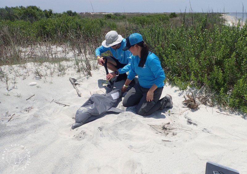 Dauphin Island Sea Lab's Innovative Approach to Improve Reporting of Stranded Dolphins