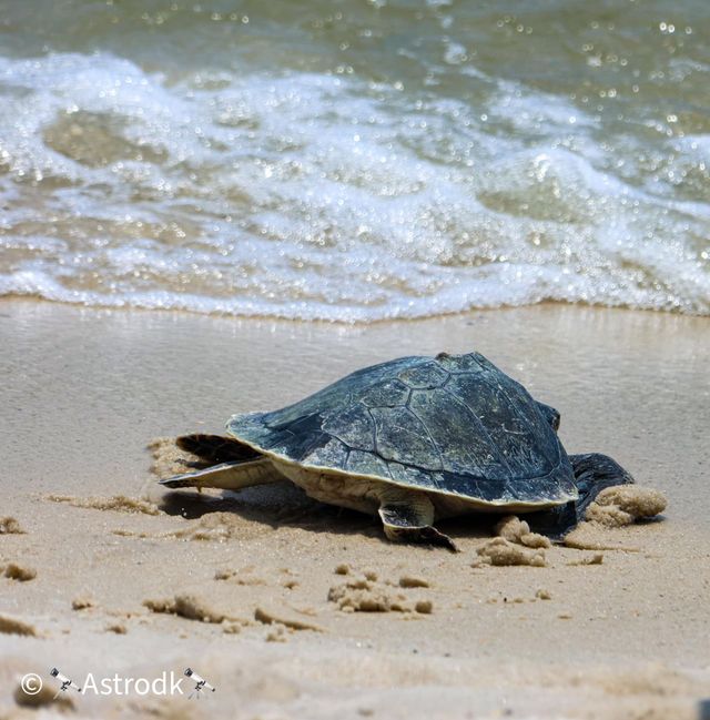 Endangered sea turtles released Gulf of Mexico at Topsail Hill