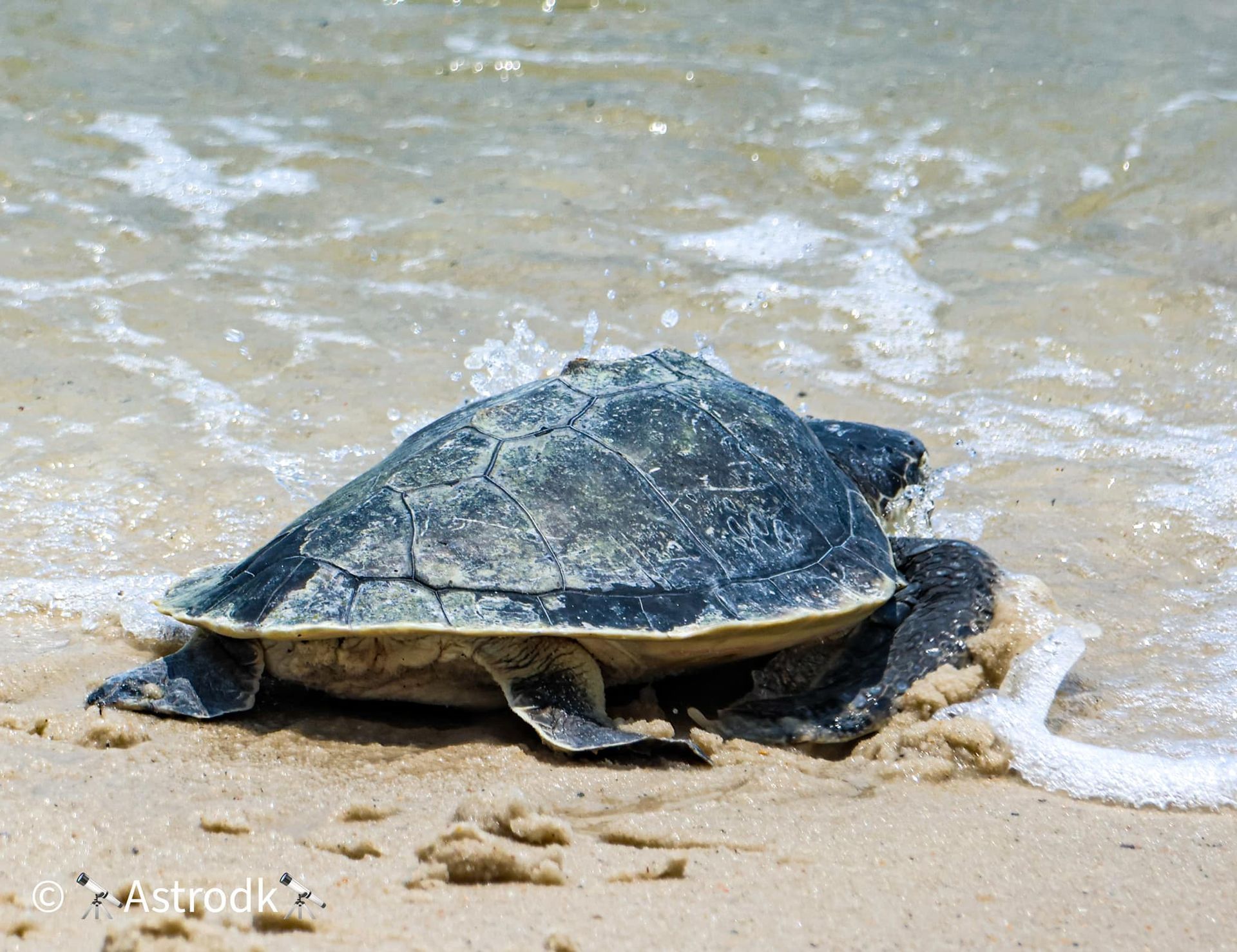 Sea Turtle Photo by Dave John Kriegler