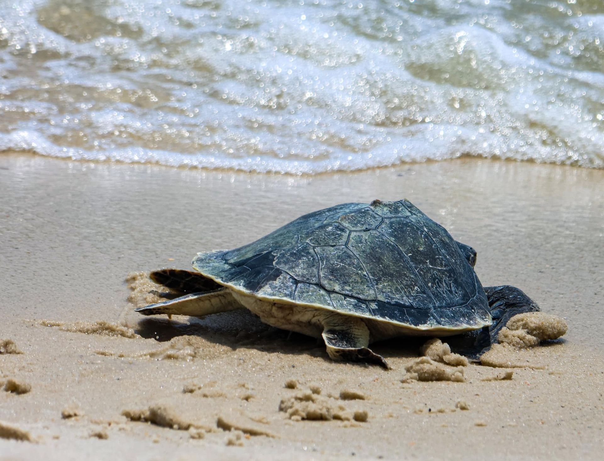 Recent release in Orange Beach by Dave John Kriegler (Stock Photo)